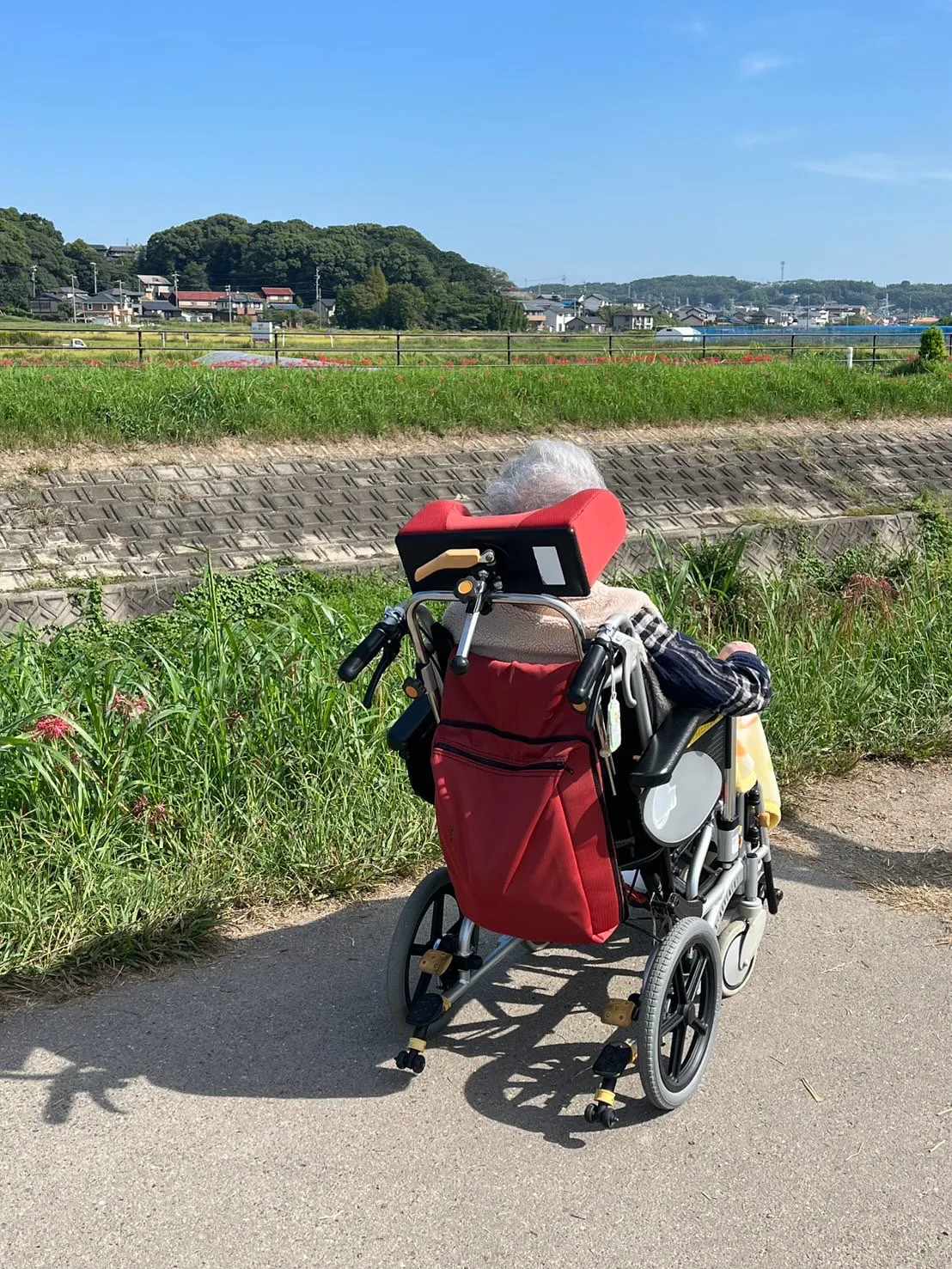 この時期になると、半田市の新美南吉記念館の近くを流れる矢勝川...